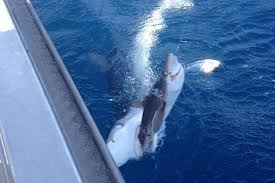 shark.jpg